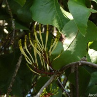 Dendrophthoe falcata (L.f.) Ettingsh.